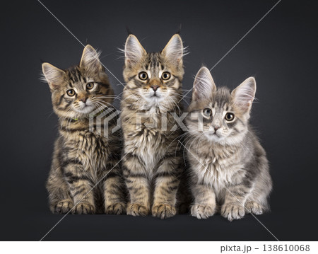3 Maine Coon cat kittens on black 138610068
