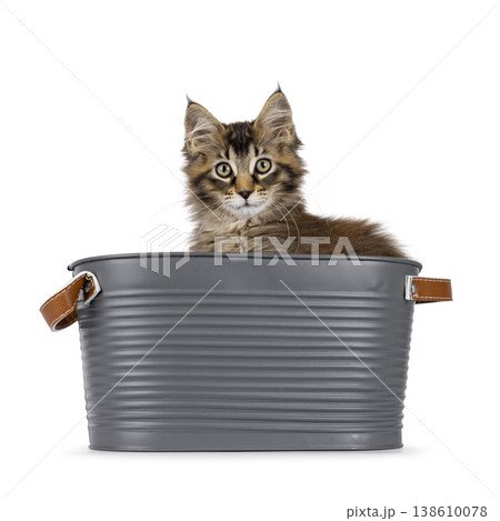 Brown cat kitten on white backgound Brown cat kitten on white backgound 138610078