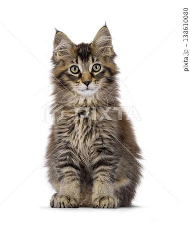 Brown cat kitten on white backgound 138610080