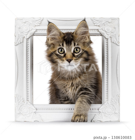 Brown cat kitten on white backgound 138610083