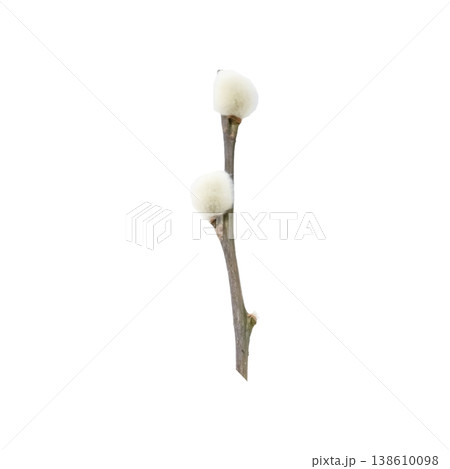 a sprig of willow on an isolated background a sprig of willow on an isolated background 138610098