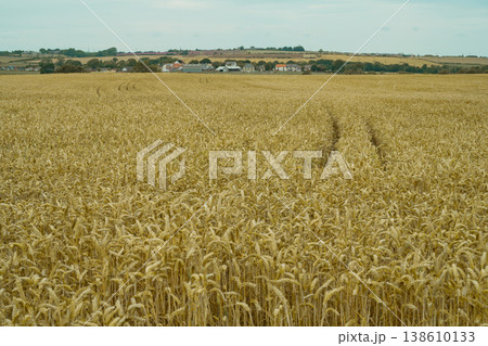 Wheat stalks in a field, fertility, farming plantation, bread wheat, copy space Wheat stalks in a field, fertility, farming plantation, bread wheat, copy space 138610133