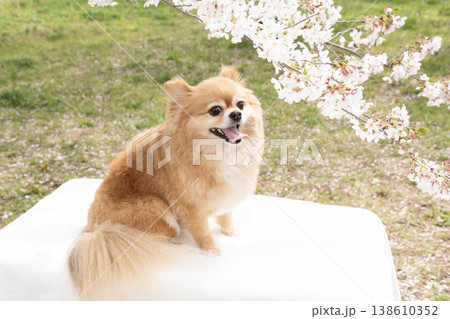 桜と笑顔のポメチワ 138610352