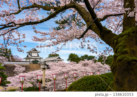 金沢城公園の春 満開の桜に包まれる石川門と石垣の風景 138610353