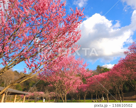 国営讃岐まんのう公園　桜　香川県まんのう町5 138610502