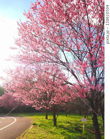 国営讃岐まんのう公園　桜　香川県まんのう町10 138610504