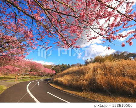 国営讃岐まんのう公園 桜 香川県まんのう町8 国営讃岐まんのう公園 桜 香川県まんのう町8 138610506