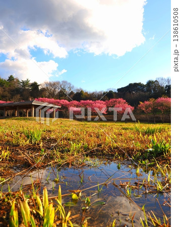 国営讃岐まんのう公園 桜 香川県まんのう町6 国営讃岐まんのう公園 桜 香川県まんのう町6 138610508