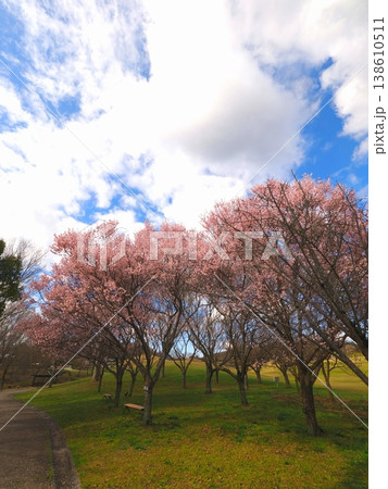 コヒガンザクラ 国営讃岐まんのう公園 桜 香川県まんのう町3 コヒガンザクラ 国営讃岐まんのう公園 桜 香川県まんのう町3 138610511