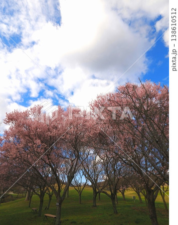 コヒガンザクラ　国営讃岐まんのう公園　桜　香川県まんのう町4 138610512