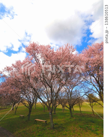 コヒガンザクラ 国営讃岐まんのう公園 桜 香川県まんのう町4 コヒガンザクラ 国営讃岐まんのう公園 桜 香川県まんのう町4 138610513