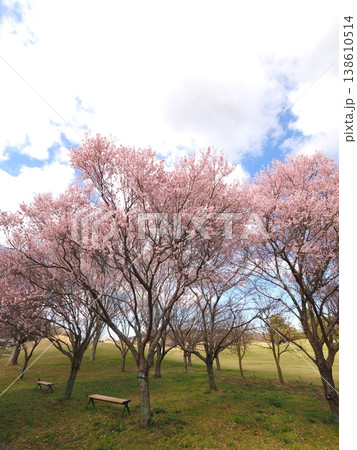 コヒガンザクラ 国営讃岐まんのう公園 桜 香川県まんのう町5 コヒガンザクラ 国営讃岐まんのう公園 桜 香川県まんのう町5 138610514
