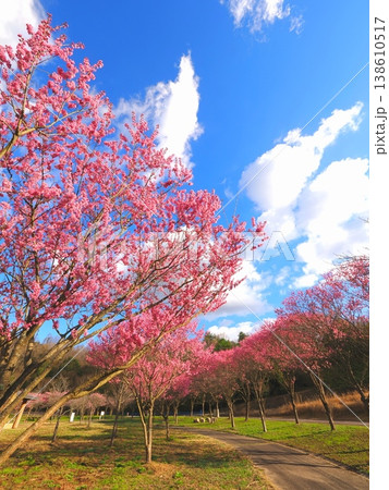 国営讃岐まんのう公園　桜　香川県まんのう町3 138610517