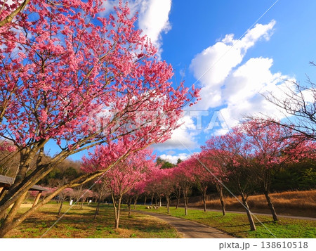 国営讃岐まんのう公園 桜 香川県まんのう町2 国営讃岐まんのう公園 桜 香川県まんのう町2 138610518