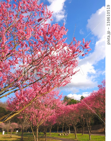 国営讃岐まんのう公園　桜　香川県まんのう町 138610519