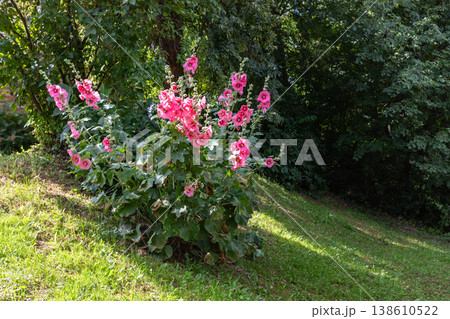 Pink hollyhock flowers blooming in a lush green garden setting 138610522