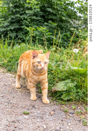 Orange tabby cat walking on gravel path surrounded by greenery Orange tabby cat walking on gravel path surrounded by greenery 138610524