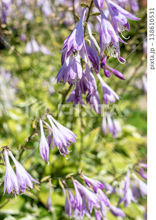 Purple hosta flowers blooming in garden with green foliage background 138610531