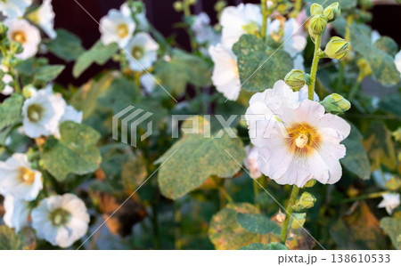 Close up white hollyhock flowers blooming in garden with green foliage Close up white hollyhock flowers blooming in garden with green foliage 138610533
