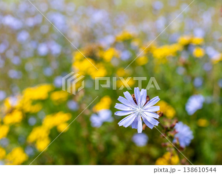 Blue flower of Chicory with yellow wildflowers in blurred meadow background Blue flower of Chicory with yellow wildflowers in blurred meadow background 138610544