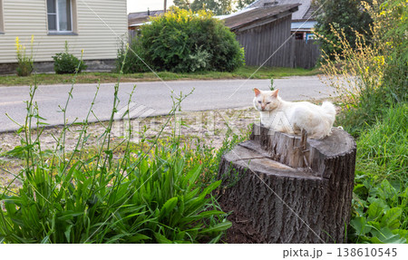 View to white cat resting on tree stump in rural setting 138610545