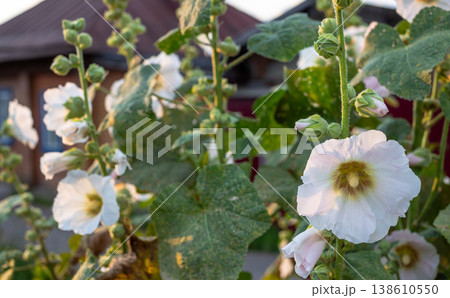 White hollyhock flowers blooming in garden with rustic house background White hollyhock flowers blooming in garden with rustic house background 138610550