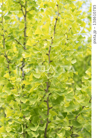 Green leaves on the branch of leaf tree in summer nature outdoor 138610785