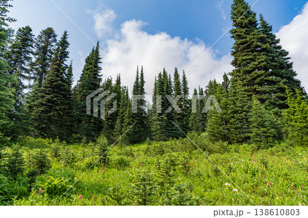 Nature of mixed forest. Landscape of meadow at park. Summer park zone nature. Scenic landscape of woodland. Public park with sunny sky. Nature of forest. Green forest wood landscape in summer Nature of mixed forest. Landscape of meadow at park. Summer park zone nature. Scenic landscape of woodland. Public park with sunny sky. Nature of forest. Green forest wood landscape in summer 138610803
