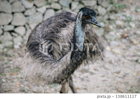 Emu bird or Dromaius novaehollandiae close up 138611117