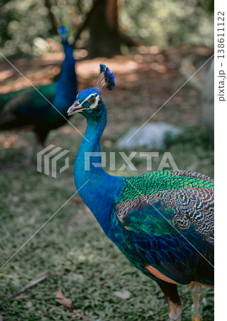 Peafowl or Pavo cristatus, also known as the common peafowl or blue peafowl. Peafowl or Pavo cristatus, also known as the common peafowl or blue peafowl. 138611122