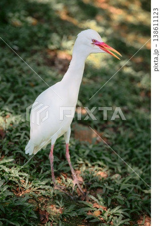Elegant white egret standing on grass in soft sunlight, wildlife portrait. 138611123