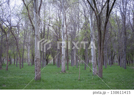 bare forest with trees in the park 138611415
