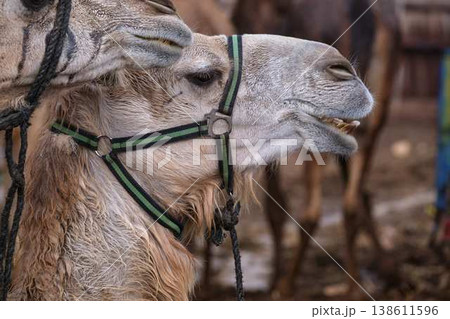 Close up portrait of camel with harness, farm animal in desert environment Close up portrait of camel with harness, farm animal in desert environment 138611596