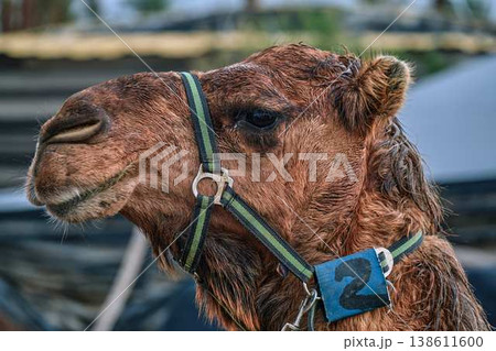 Close up portrait of camel with harness, farm animal in desert environment 138611600