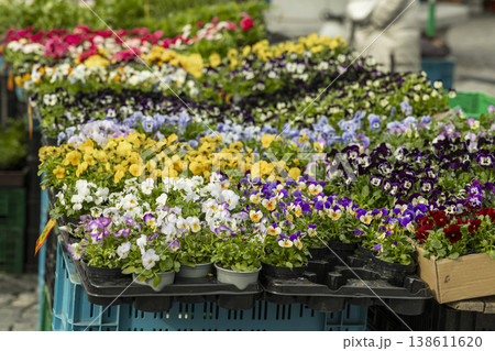 Colorful potted pansies and flowers at city market in Brno Colorful potted pansies and flowers at city market in Brno 138611620