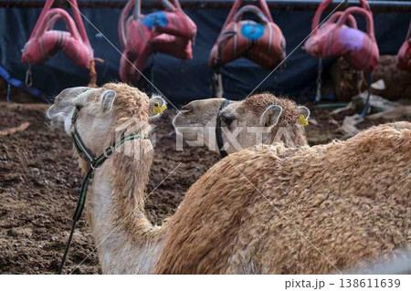 Close up portrait of camel with harness, farm animal in desert environment Close up portrait of camel with harness, farm animal in desert environment 138611639