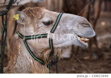 Close up portrait of camel with harness, farm animal in desert environment Close up portrait of camel with harness, farm animal in desert environment 138611640