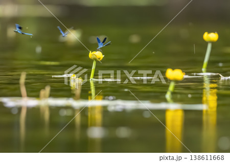 Blue damselfly resting on yellow water lily Blue damselfly resting on yellow water lily 138611668