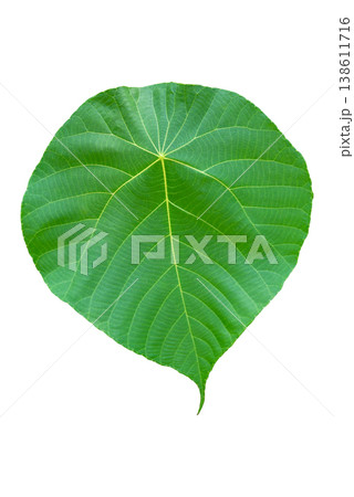 Top View of Fresh Green Leaf Organic Nature Element for Graphic Design Isolated Green Leaf on White Top View of Fresh Green Leaf Organic Nature Element for Graphic Design Isolated Green Leaf on White 138611716
