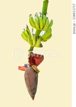 Fresh Green Banana Bunch with Blossom Isolated on Cream Background Fresh Green Banana Bunch with Blossom Isolated on Cream Background 138611717