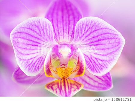 Orchid flower macro. Stock photo Orchid flower macro. Stock photo 138611751