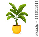 Houseplant. Green plant in a pot. Banana tree for home interior decoration. Interior decoration element. 138611918