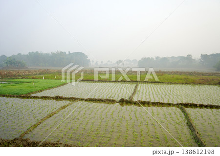 Young green rice seedlings growing in flooded paddy fields under a misty morning sky at West Bengal 138612198