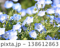 ネモフィラ1 138612863