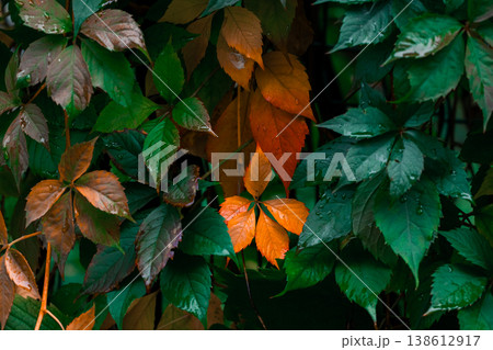 A lush display of green and orange leaves on a plant with water droplets on them in the garden or forest 138612917