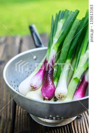 Fresh purple and white spring onions arranged in metal bowl Fresh purple and white spring onions arranged in metal bowl 138613163