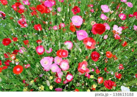 Scattered red and blush pink poppies among green stems 138613188