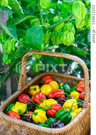 Wicker basket filled with mixed habanero peppers in garden setting 138613202