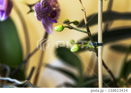 Close-up of Green Orchid Buds on a Branch with Soft Background Close-up of Green Orchid Buds on a Branch with Soft Background 138613414