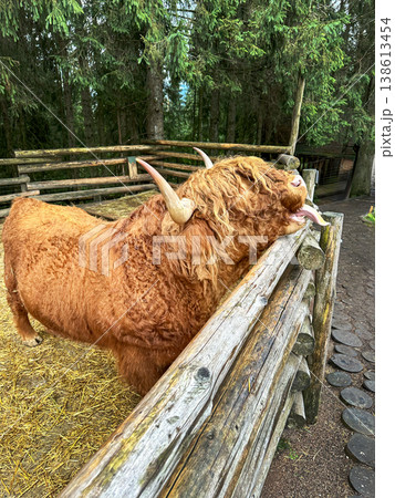 Funny Highland Cow Licking a Wooden Fence in a Carpathian Eco Park Funny Highland Cow Licking a Wooden Fence in a Carpathian Eco Park 138613454